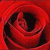 la rose de l'amour a tout les amoureux.