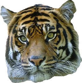 j'adore les tigre.