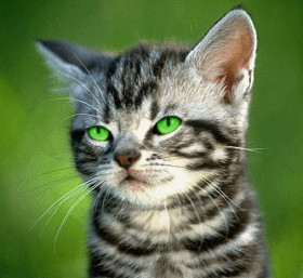 tien attrape ca petit curieux qui viens visionner mon blog sans me laisser un pti mot .