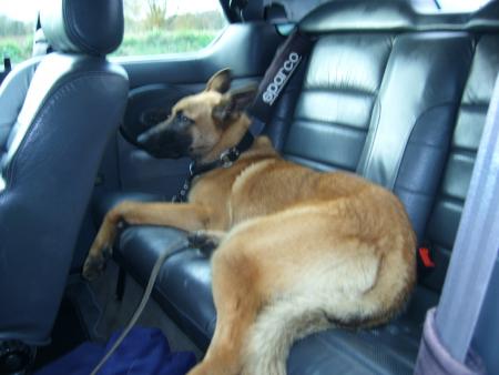 le chien de mick